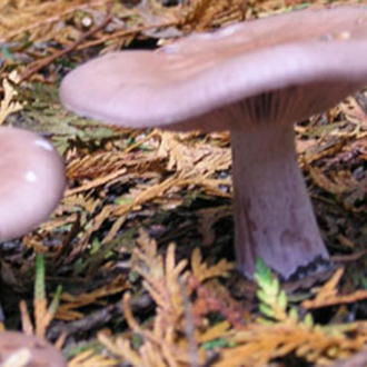 What are chestnut mushrooms in australia
